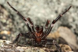 pavouk zvířata v Austrálii