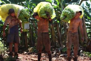 pracovníci na farmě, práce na farmě v Austrálii