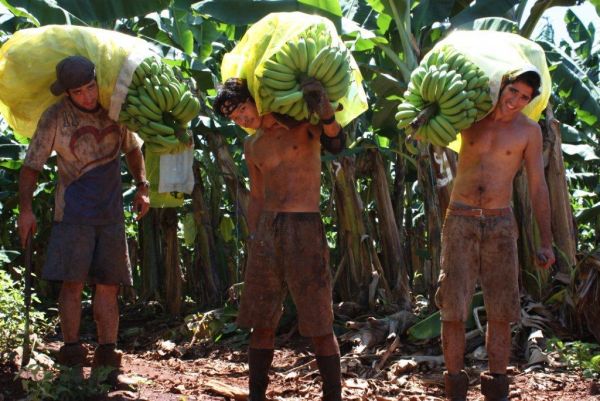 Brigáda práce na farmě v Austrálii